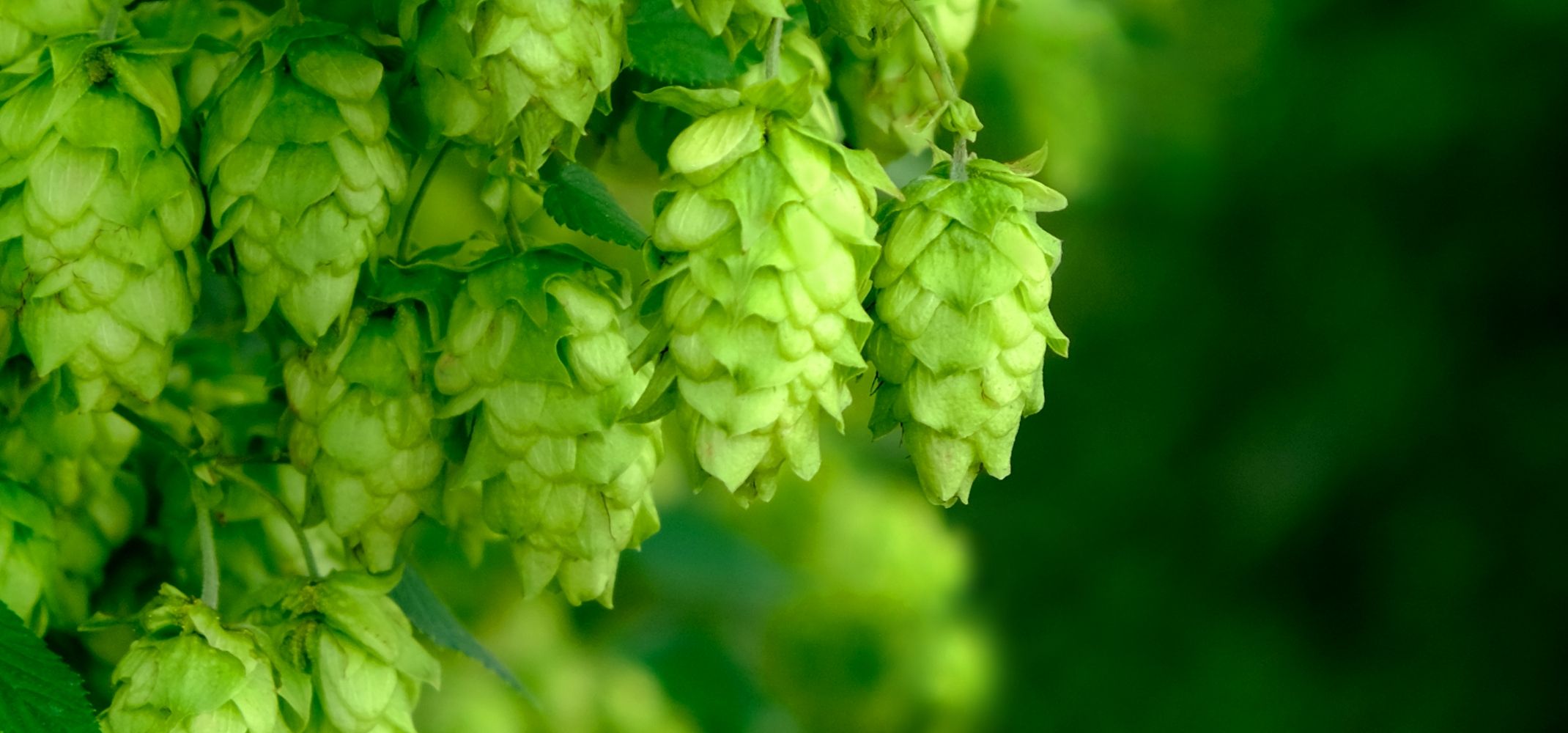 水へのこだわり