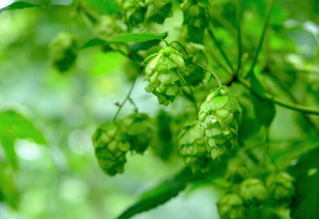 ホップ畑と醸造のイメージ
